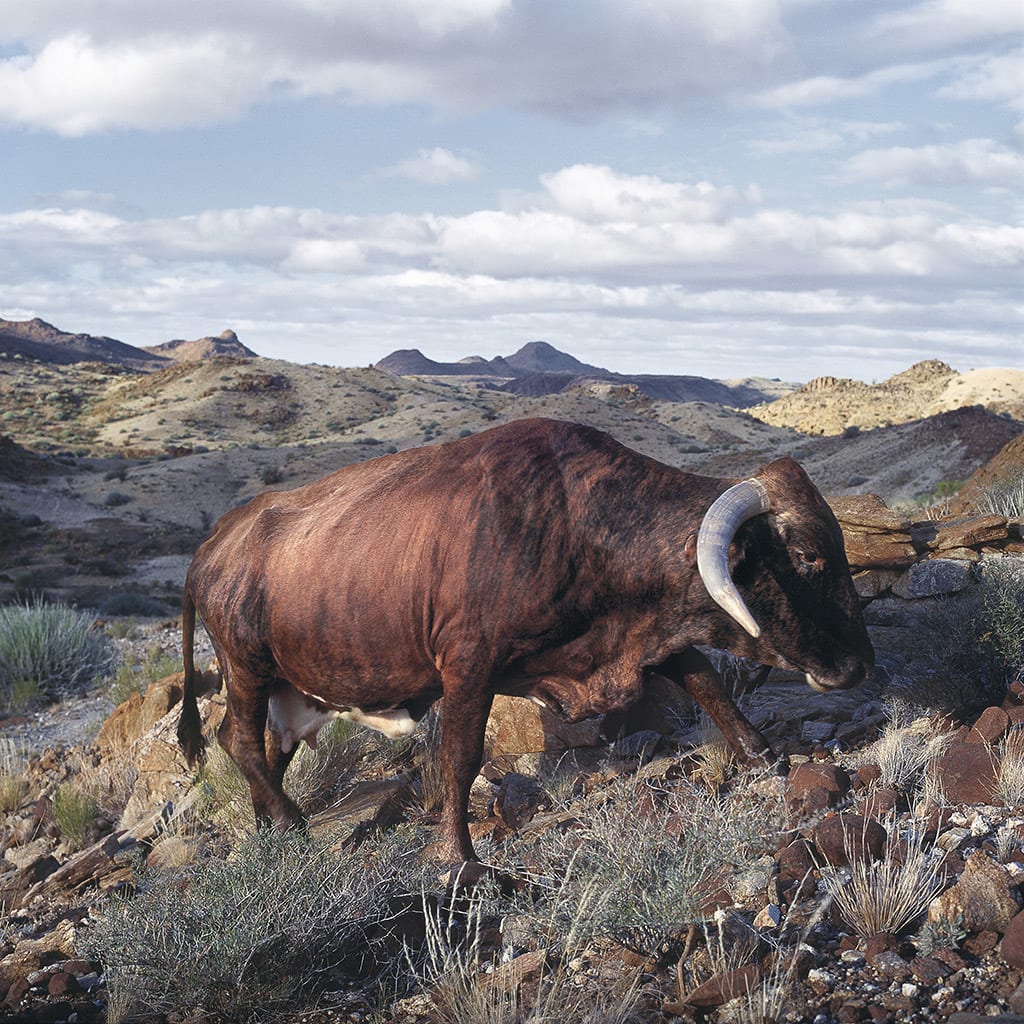 Daniel Naudé, Untitled. Vredesvallei, Riemvasmaak district, Northern Cape, 24 June 2009, 2009