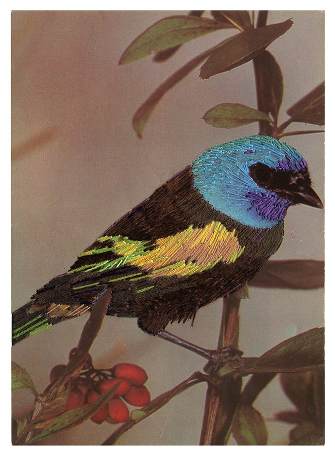 Julie Cockburn, Blue Head Bird, 2024
