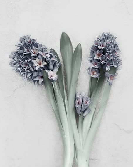Vee Speers, Hyacinthus orientalis, 2016