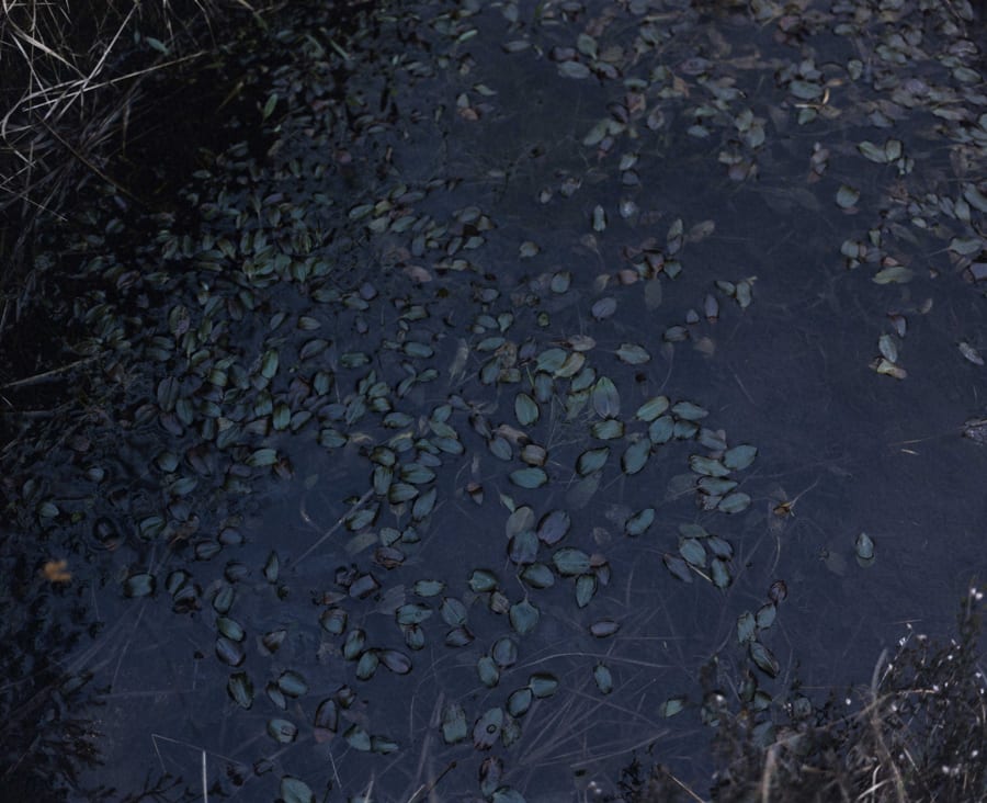 Chrystel Lebas, Re-visiting Potamogeton polygonifolius. Plate n°1253, Arrochar, May 201456°13.413’N 4°43.808’W, 2014