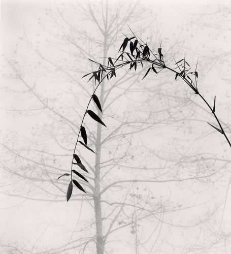 Michael Kenna, Bamboo and Tree, Qingkou Village, Yunnan, China, 2013