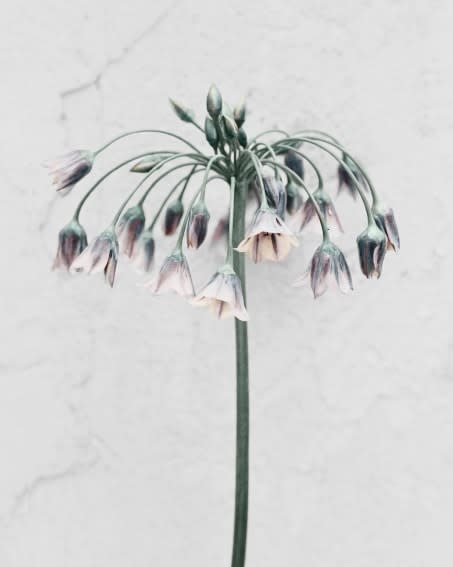 Vee Speers, Allium Siculum, 2016