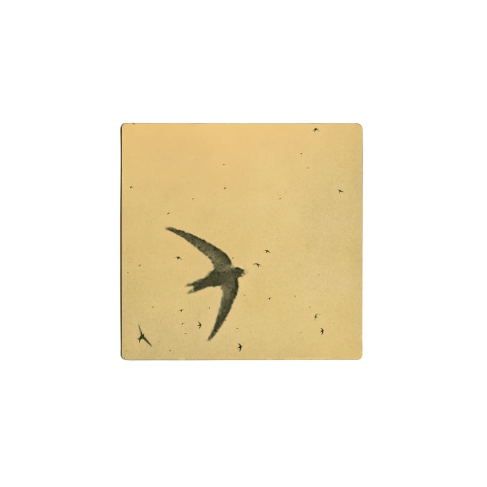 Miho Kajioka, BK0372, 2018