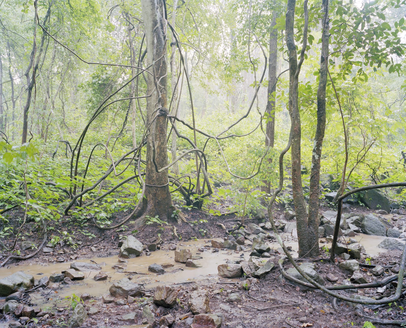 Vasantha Yogananthan, Chasing The Golden Deer, 2017