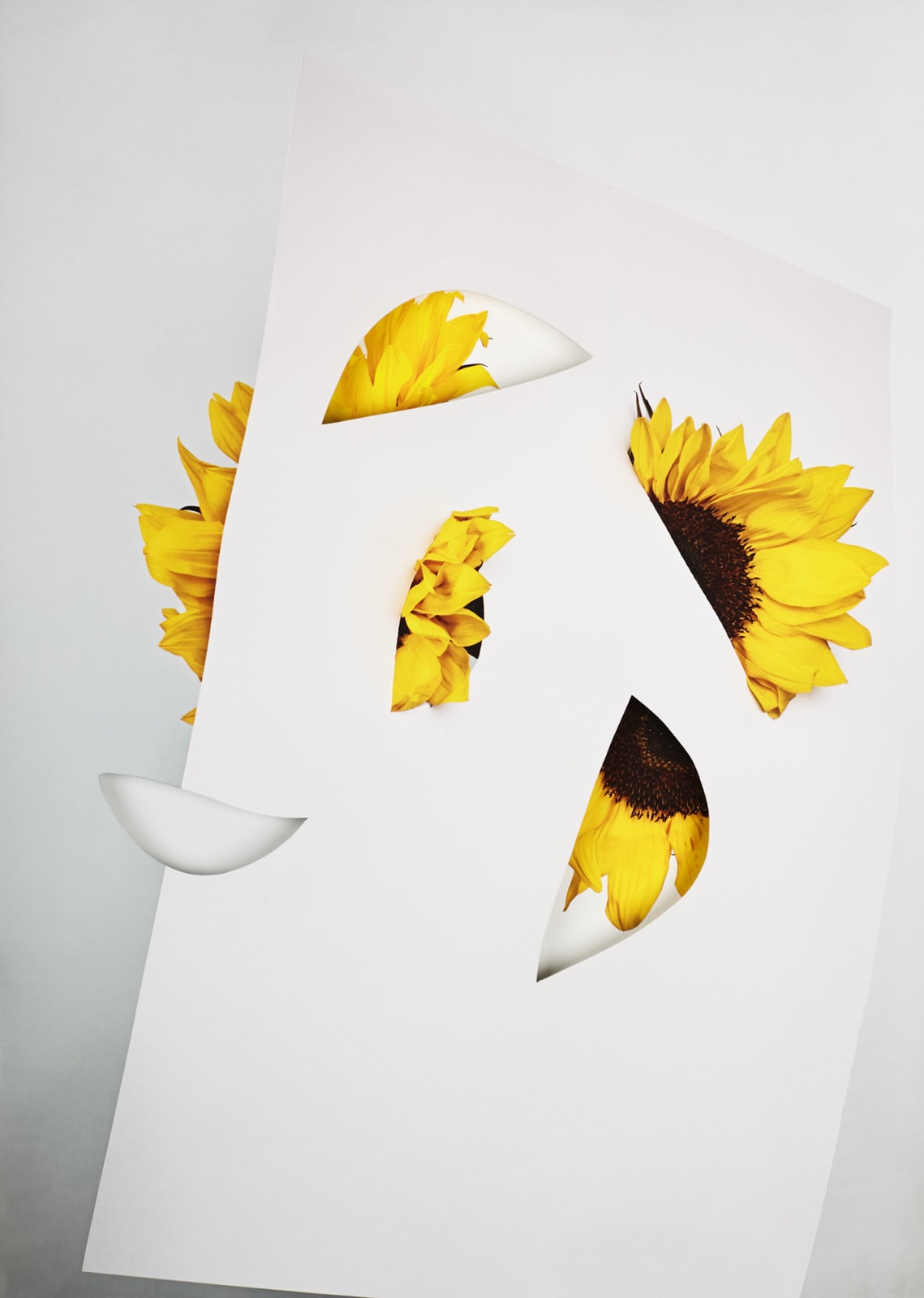 Alma Haser, Helianthus, 2018
