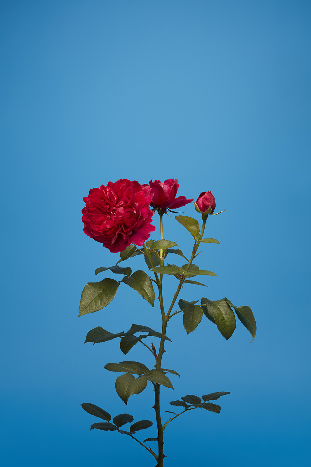 Luke Stephenson, Darcey Bussell, 2017