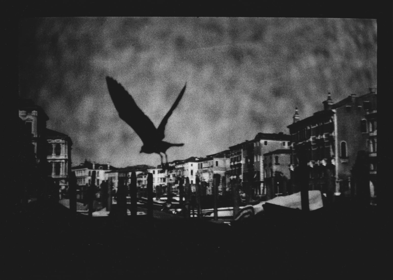 Giacomo Brunelli, Untitled #30 (Seagull Canal Grande), 2021