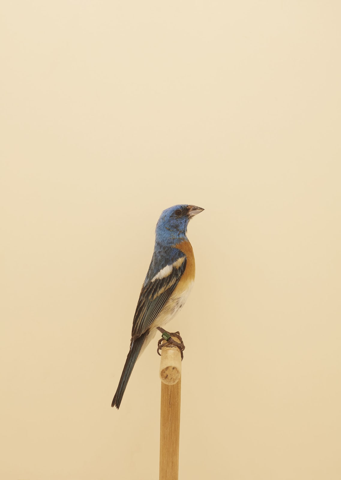 Luke Stephenson, Lazuli Bunting #1, 2016