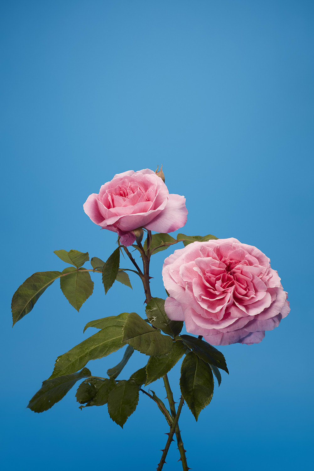 Luke Stephenson, Gertrude Jekyll, 2017