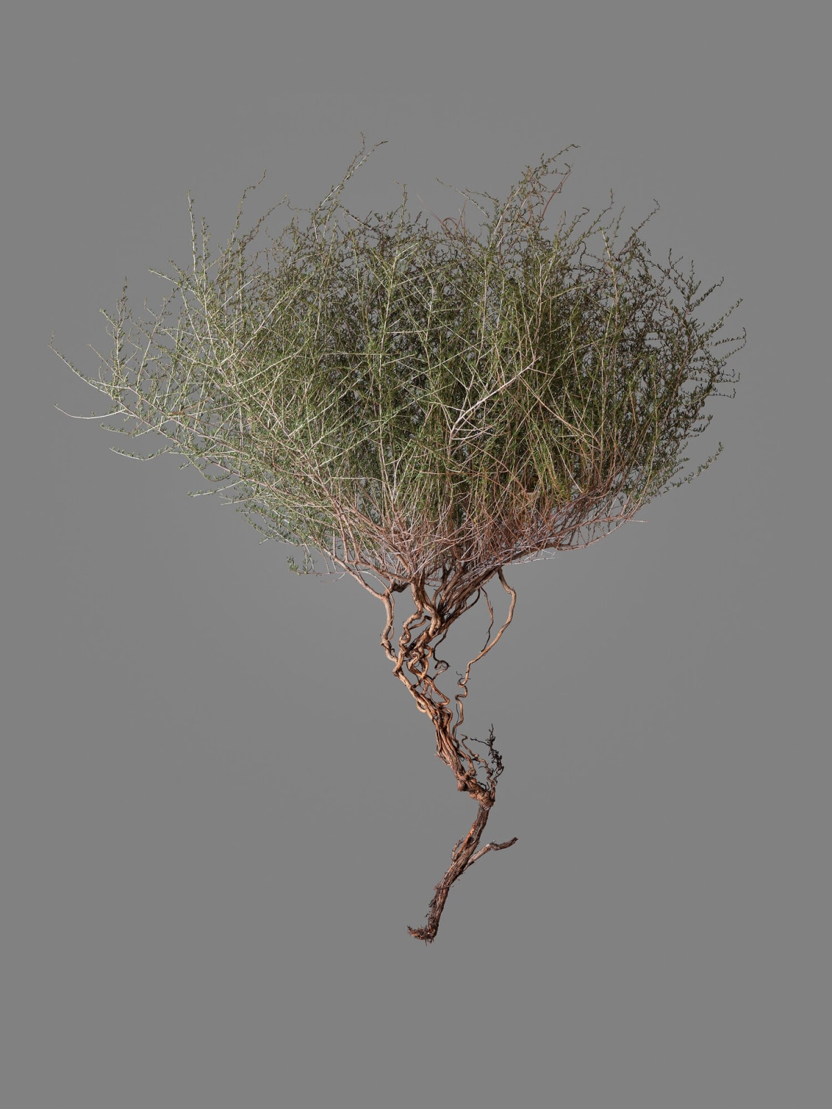 Gohar Dashti, Uprooted #2, 2019