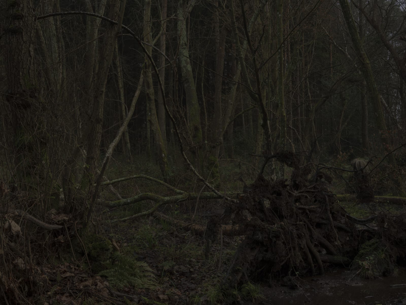 Simon Roberts, Weeds and the Wilderness #3, 2019