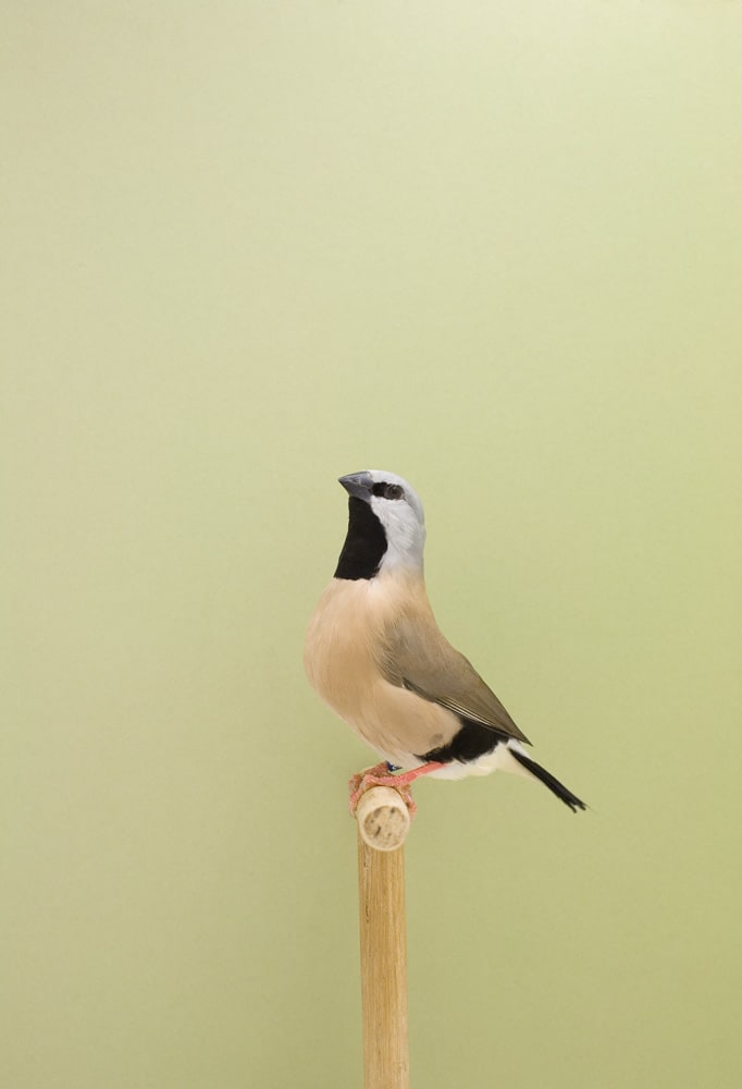 Luke Stephenson, Hecks Finch #1, 2009
