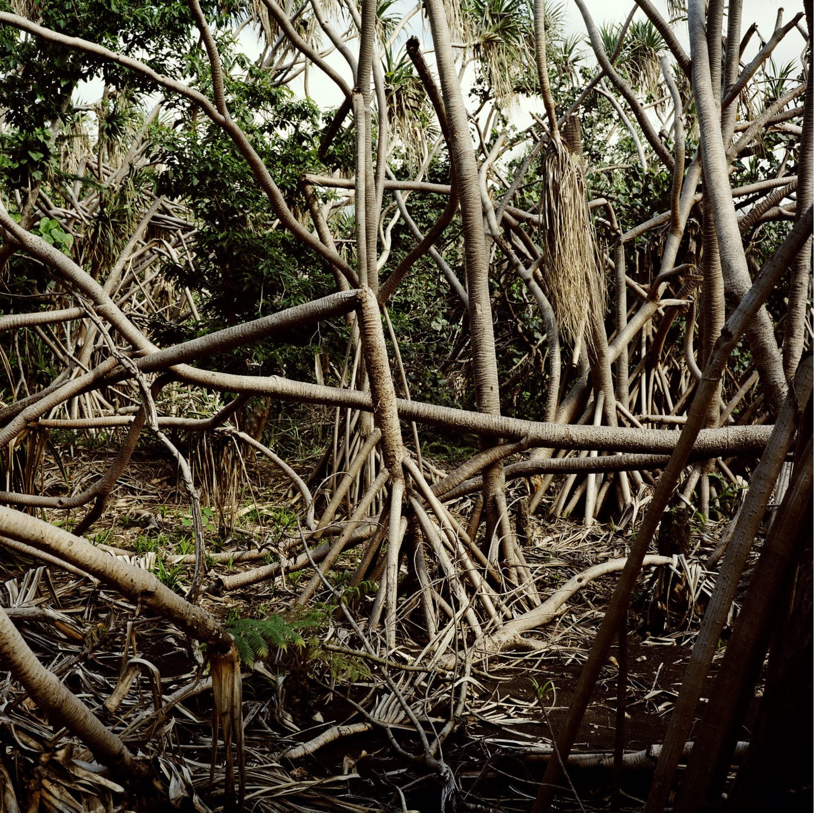 Jon Tonks, Twisted and fallen mangrove trees following a cyclone in 2015, Sulphur Bay, Tanna, Vanuatu, 2017