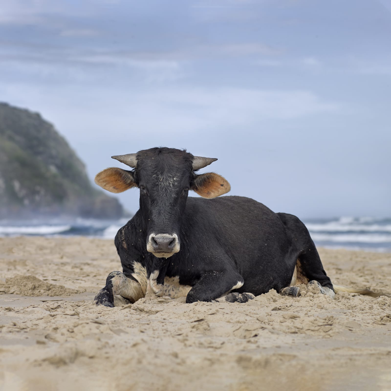 Daniel Naudé, Xhosa heifer sitting on the shore. Mpande, Eastern Cape, South Africa, 2019