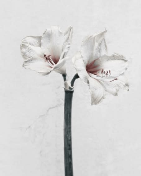 Vee Speers, Amaryllis, 2016