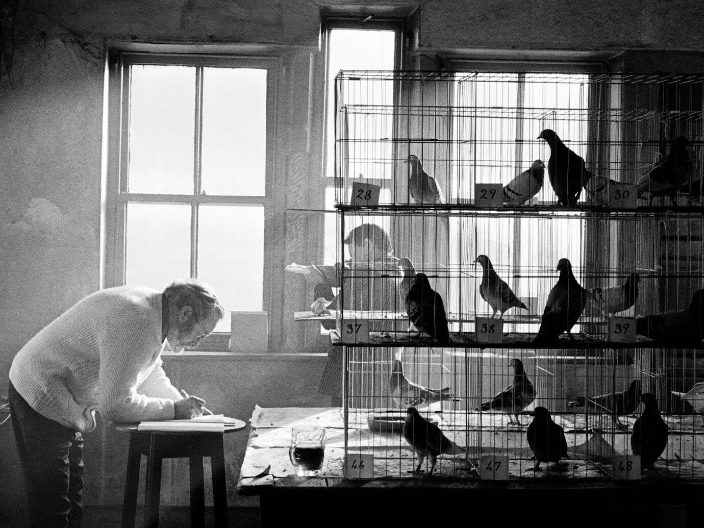 Martin Parr, Pigeon Competition, Todmorden, Yorkshire, England, 1975