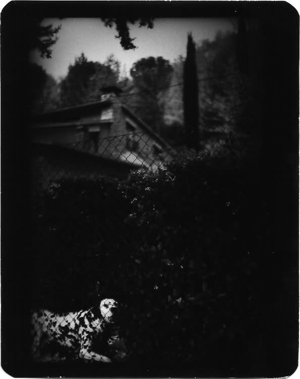 Giacomo Brunelli, Dog Dalmatian, 2005-2009