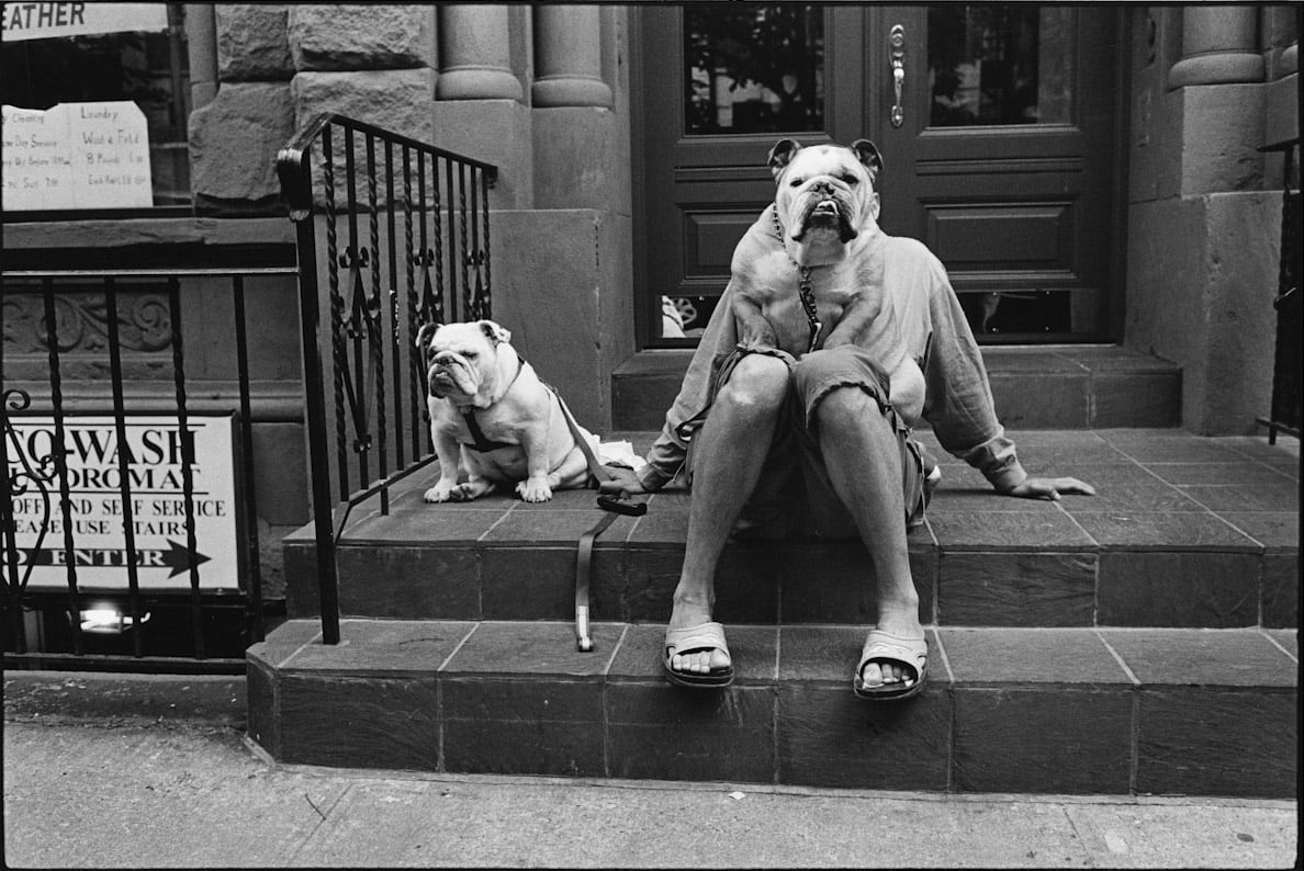 Elliott Erwitt, New York City (Bulldogs on stoop), 2000