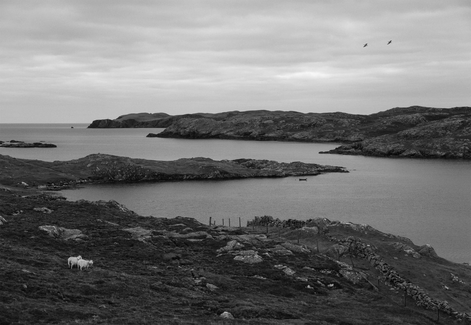 Pentti Sammallahti, Nibon, Mainland, Shetland, 2016