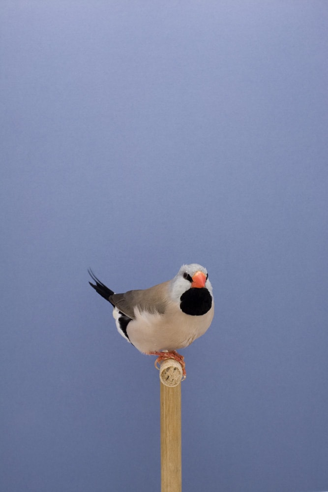 Luke Stephenson, Hecks Finch #2, 2009