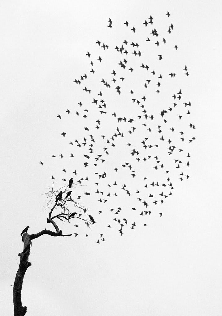 Pentti Sammallahti, Delhi, India, 1999
