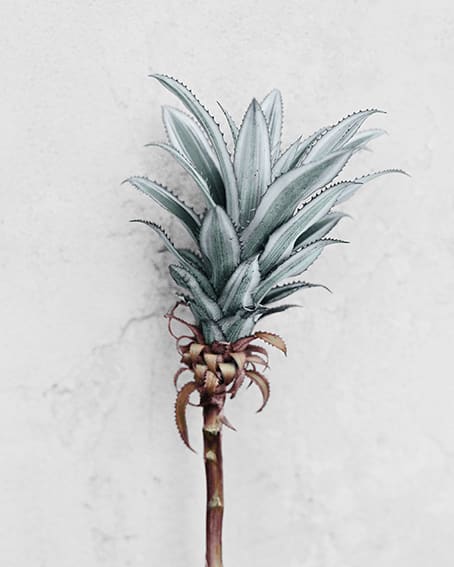 Vee Speers, Ananas Comosus, 2016