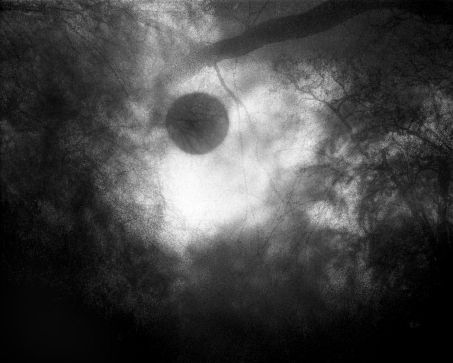 Nicholas Hughes, Verse III, #1, 2018