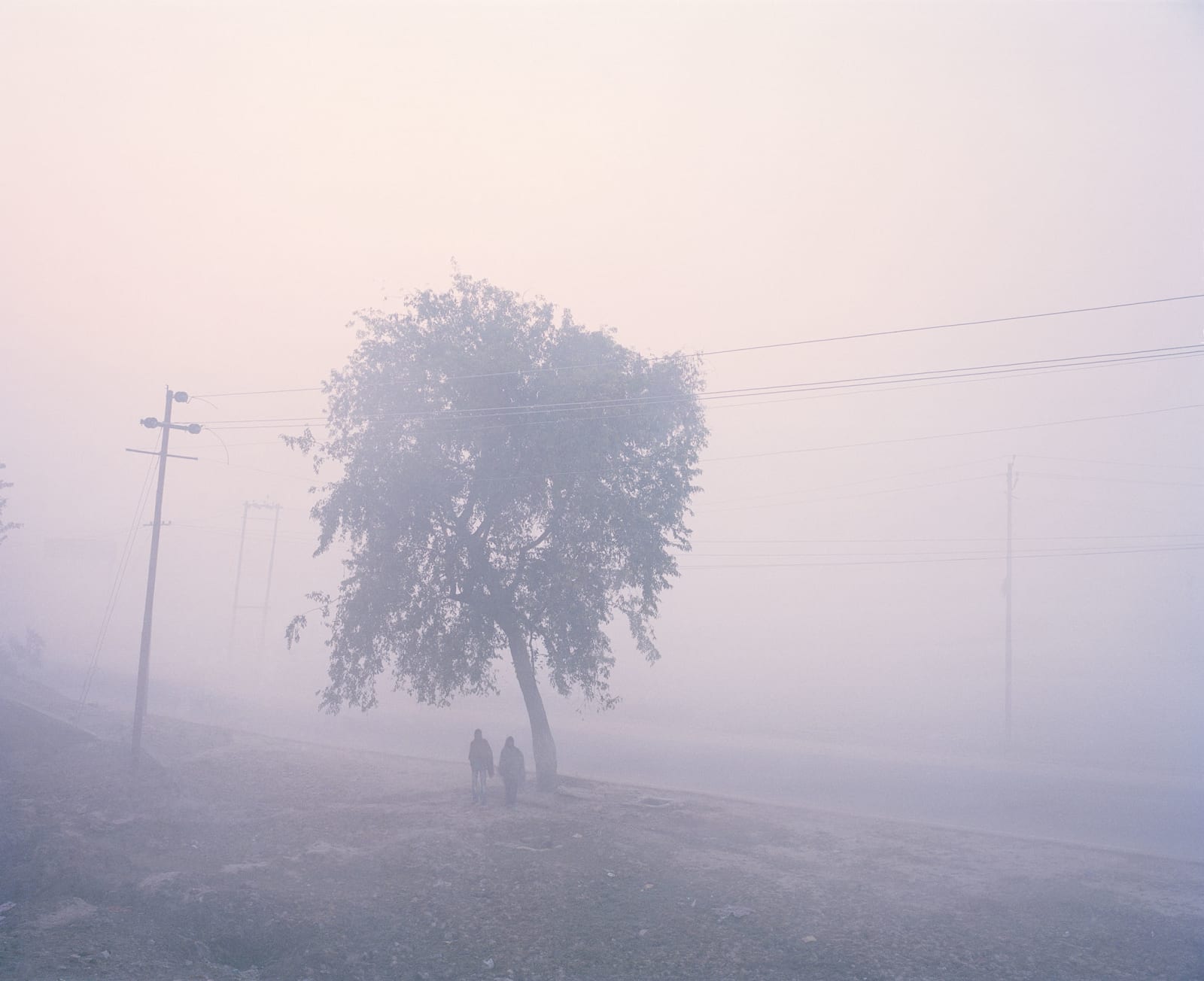 Vasantha Yogananthan, Poles And Trees, 2013