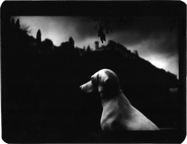 Giacomo Brunelli, Dog Landscape, 2005-2008