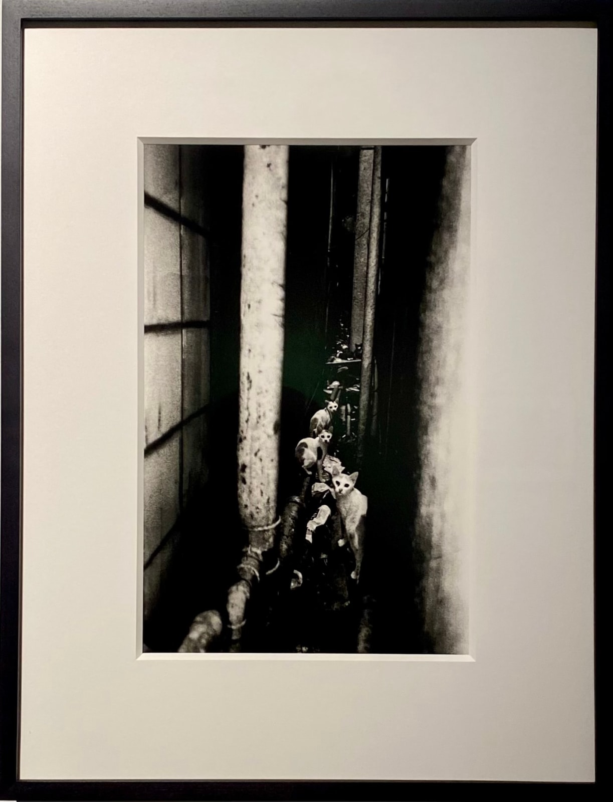 Daido Moriyama, Shinjuku, 2002