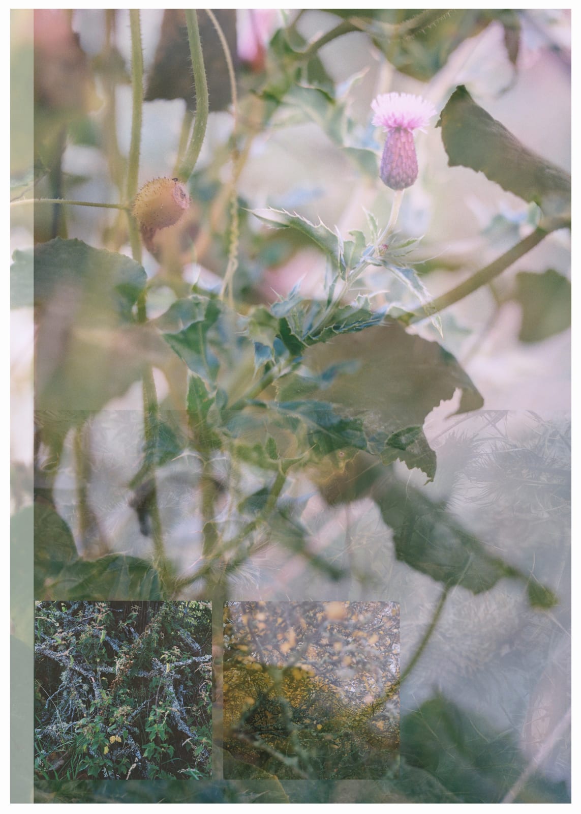 Sophie Gerrard, Seedscape #3, 2024
