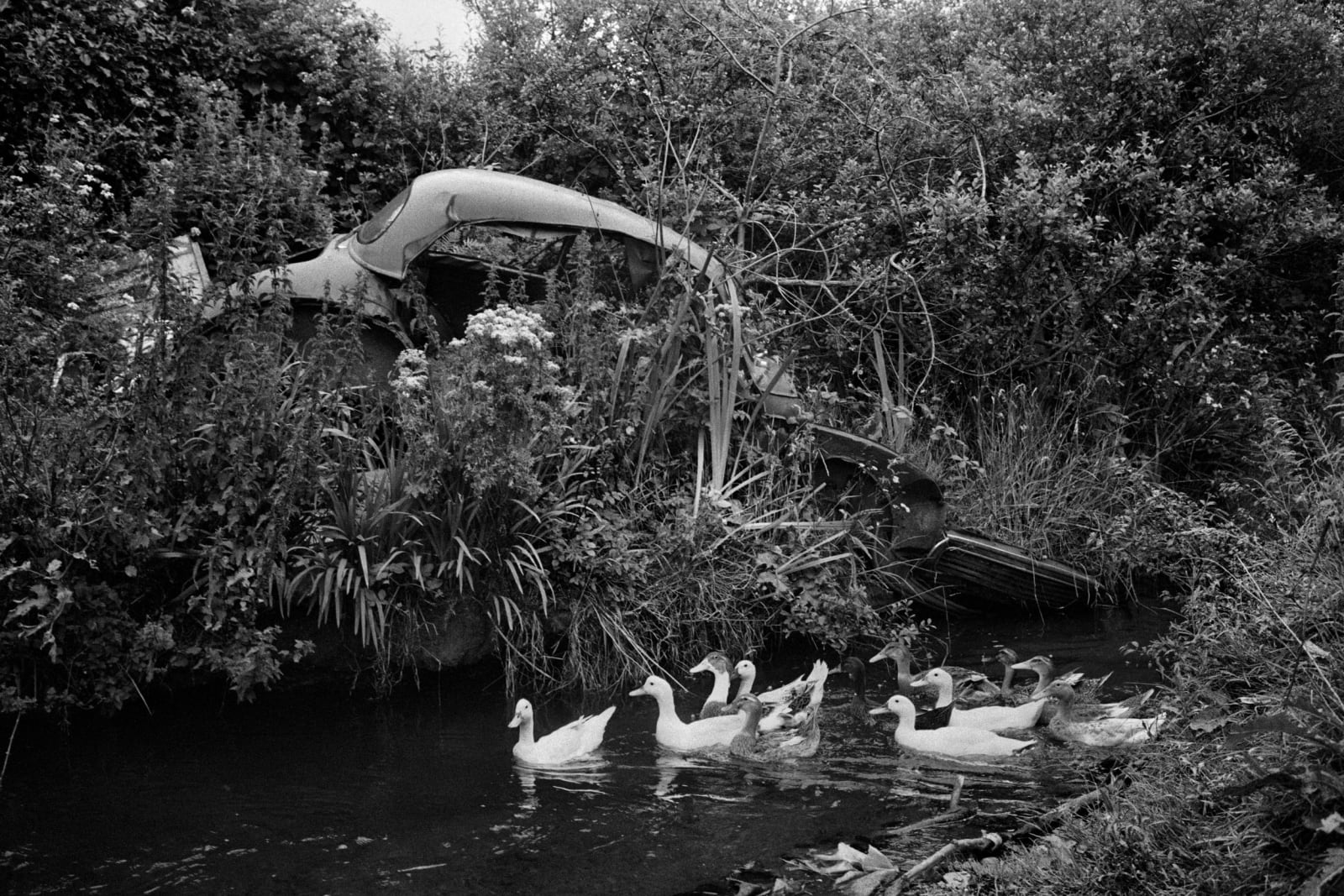 Martin Parr, County Kerry, Dingle Penninsula, Abandoned Morris Minors, 1980-1983