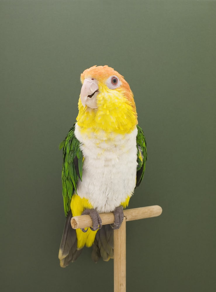 Luke Stephenson, Conures #1, 2009