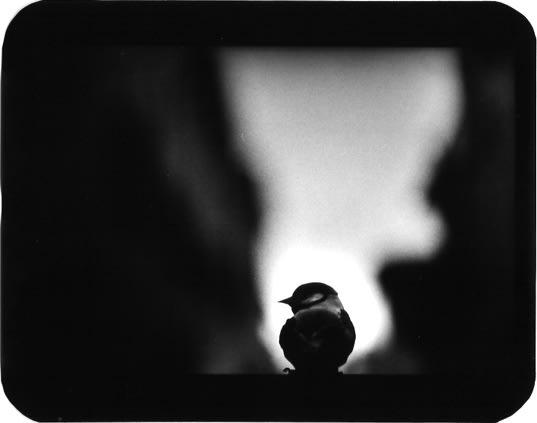 Giacomo Brunelli, Bird Verduno, 2005-2009