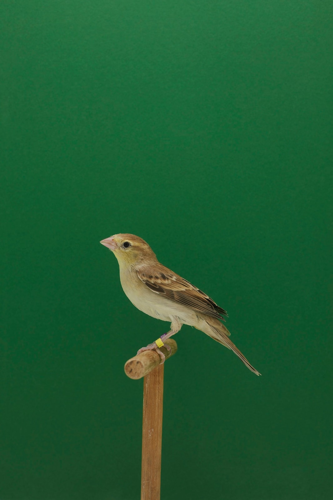 Luke Stephenson, Golden Song Sparrow #2 (Hen), 2018