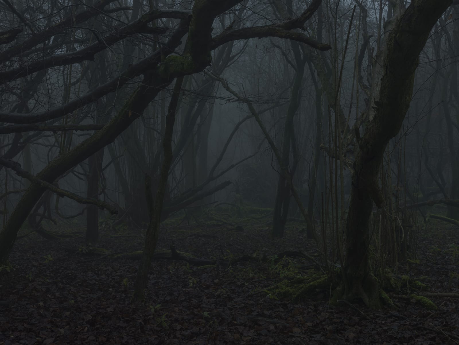 Simon Roberts, Weeds and the Wilderness #10, 2018
