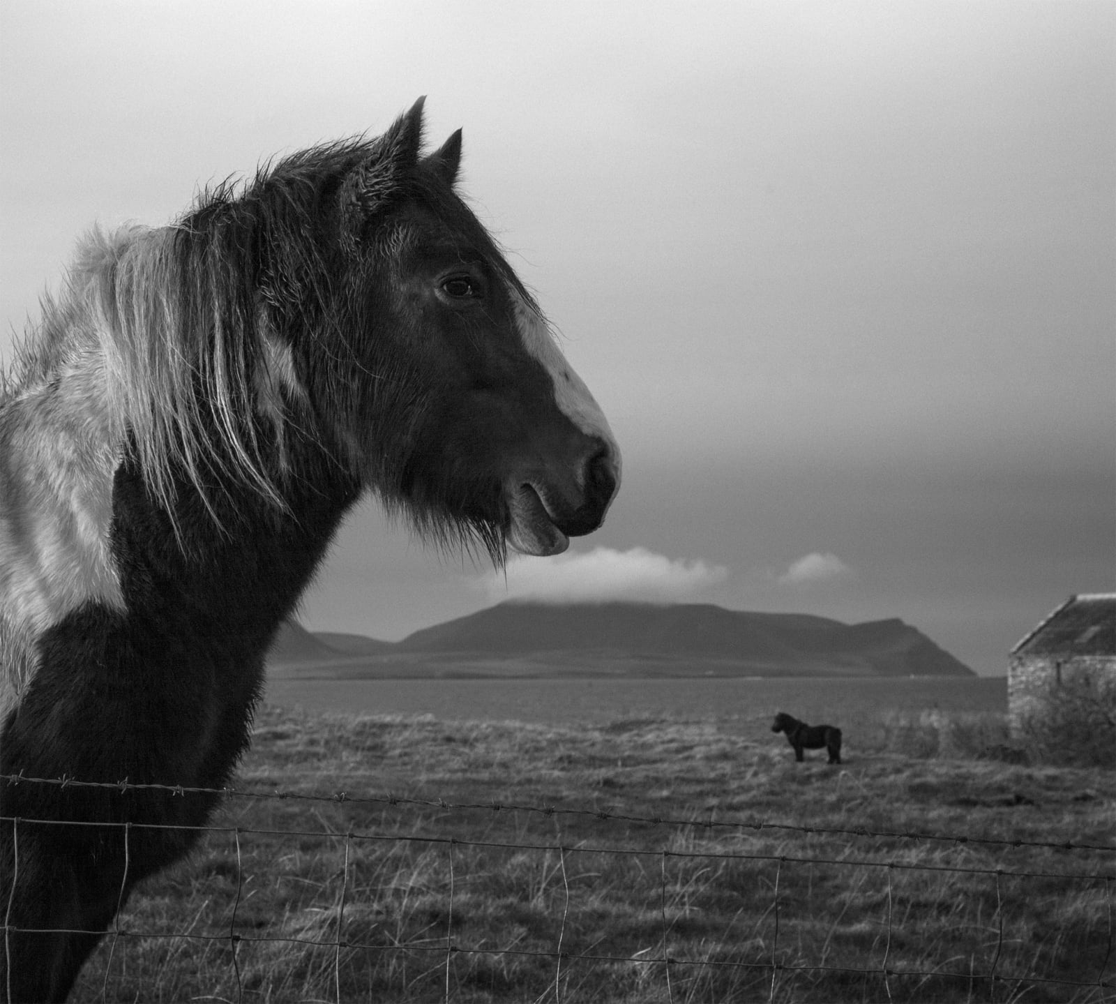 Pentti Sammallahti, Stenness, Mainland, Orkney, 2016