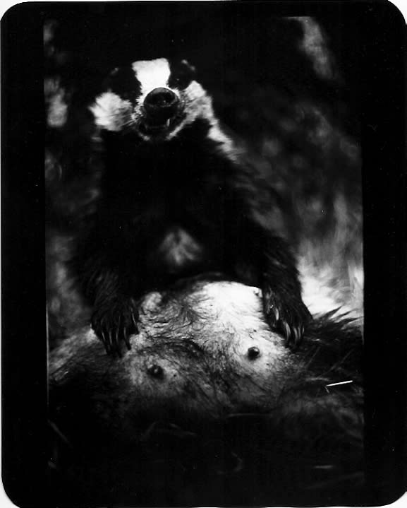 Giacomo Brunelli, Badger, 2005-2009