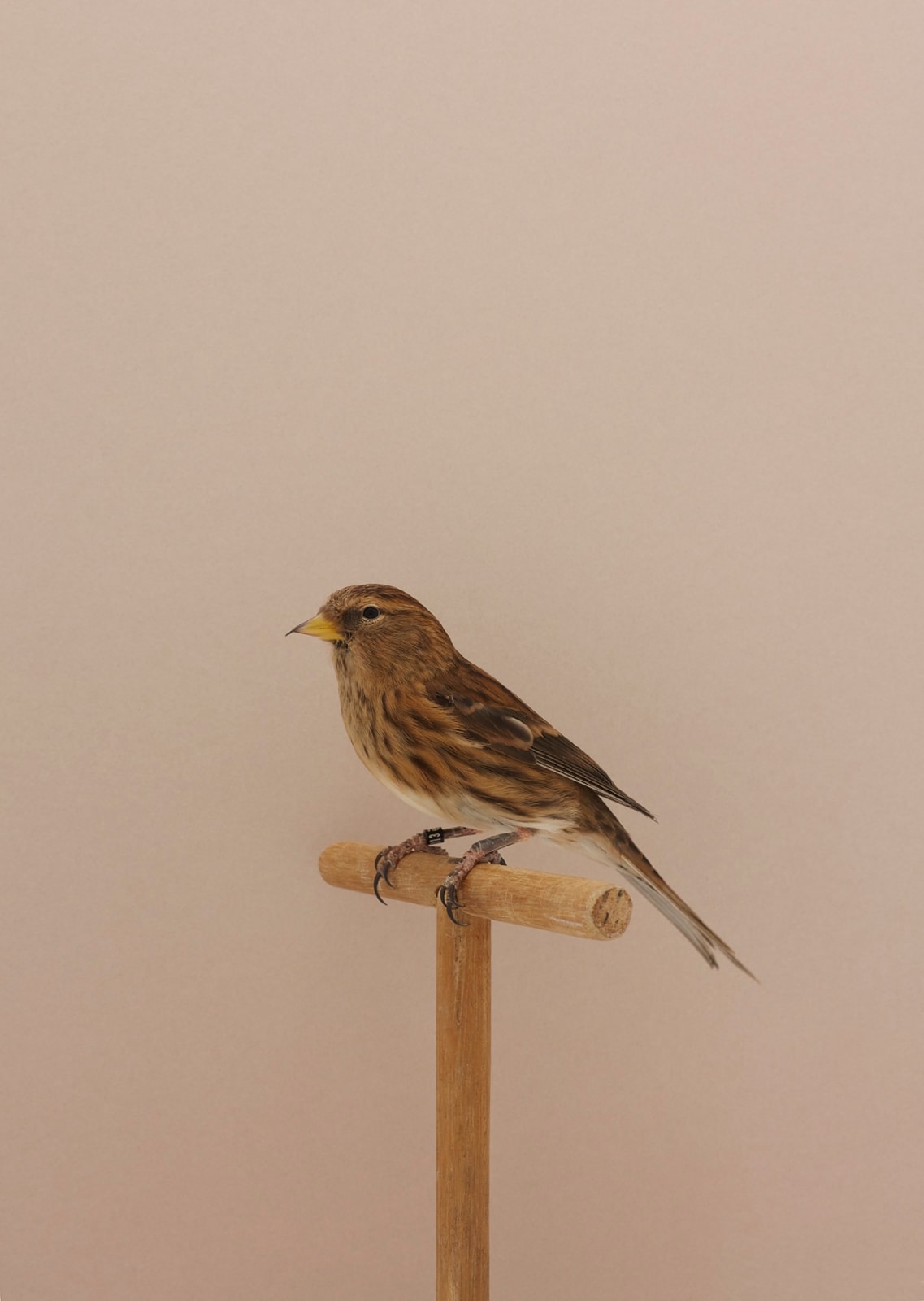 Luke Stephenson, Redpoll x Twite #1, 2017
