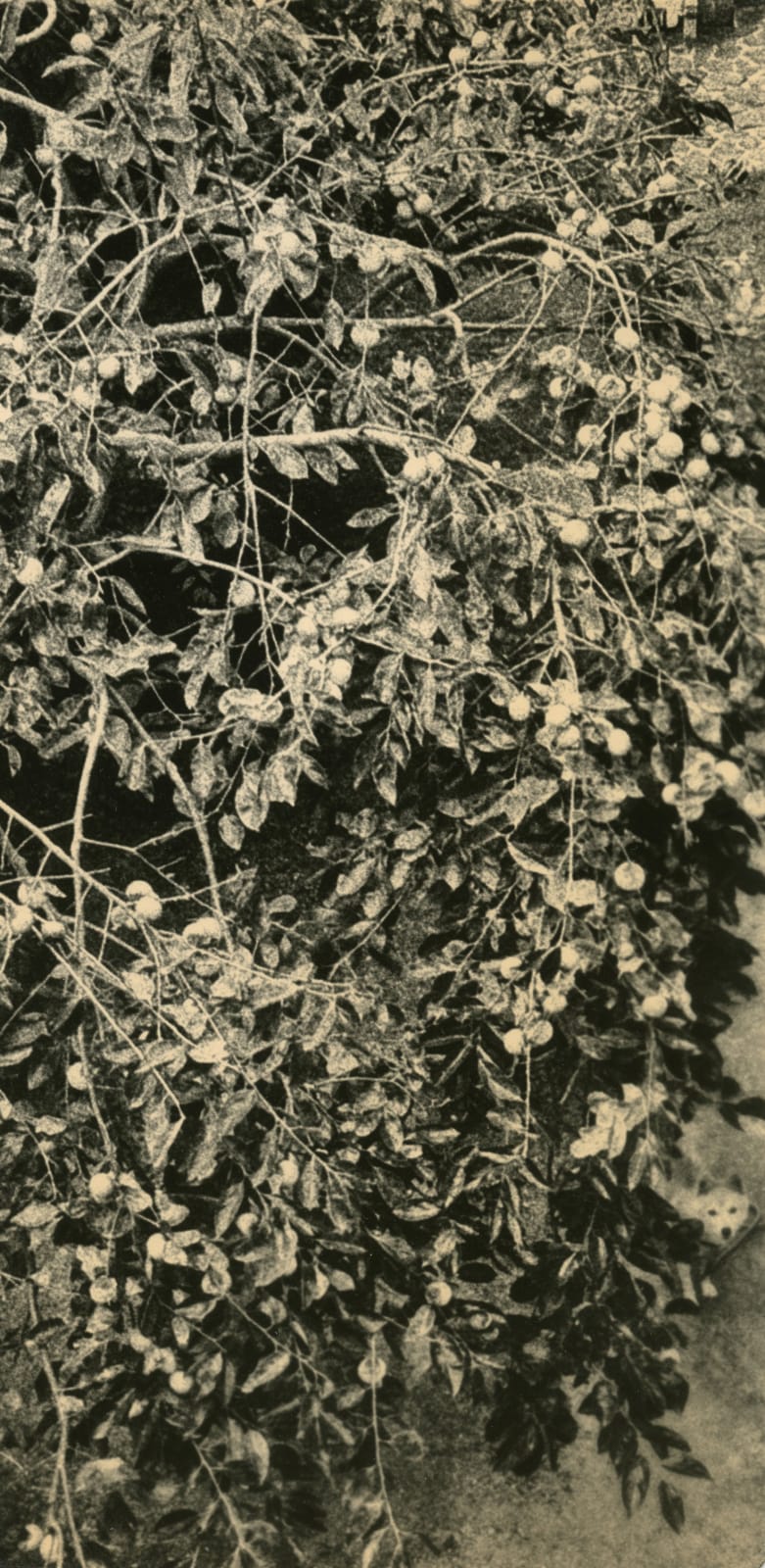 Miho Kajioka, BK0187, 2015