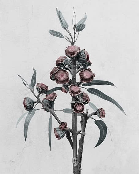 Vee Speers, Eucalyptus globulus, 2016