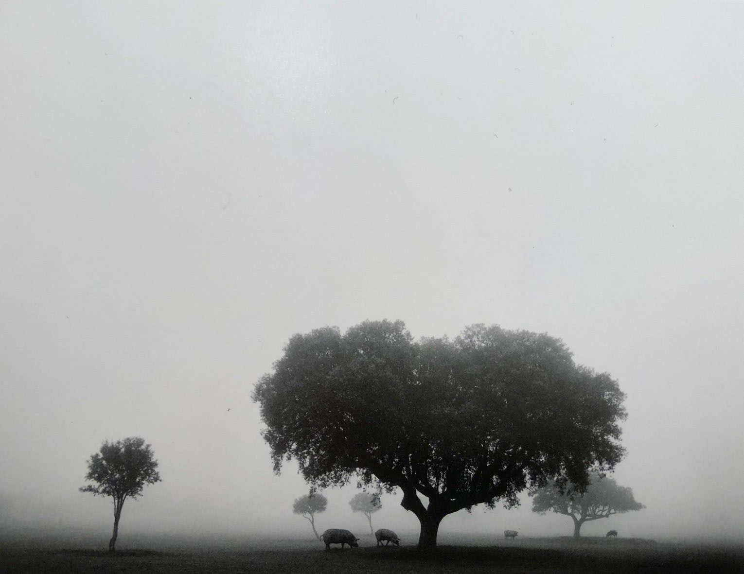 Pentti Sammallahti, Leon, Spain, 2006