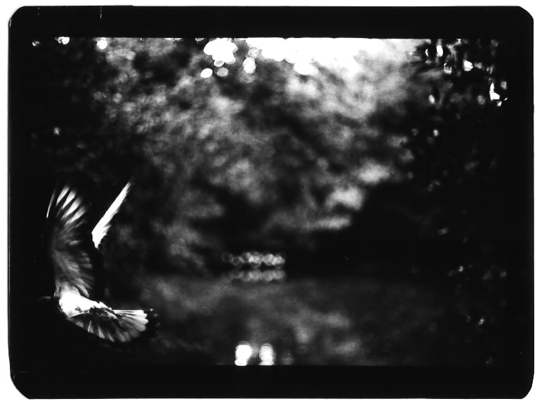 Giacomo Brunelli, Pigeon Villa Pamphili, 2005-2008