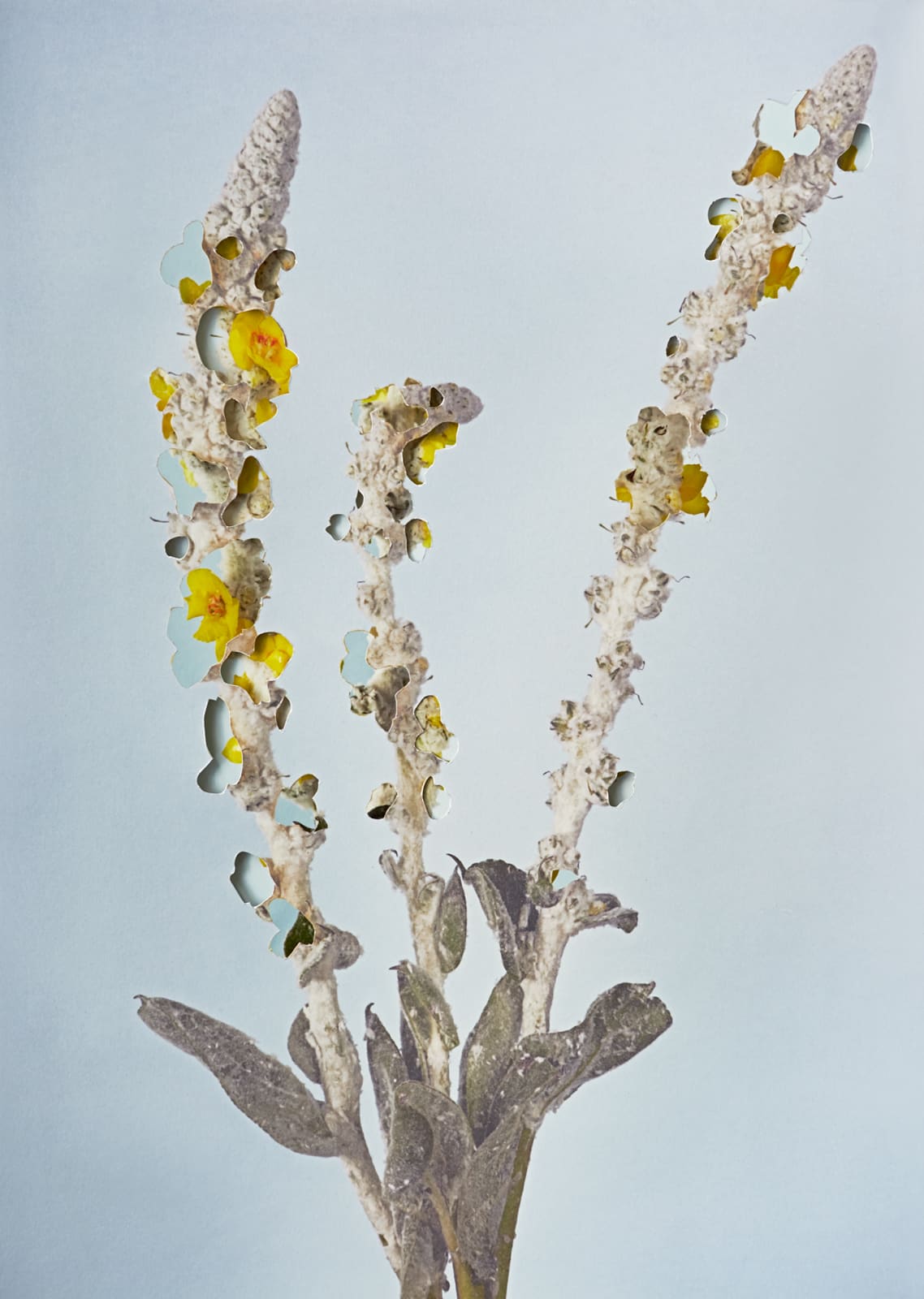Alma Haser, Verbascum, 2018