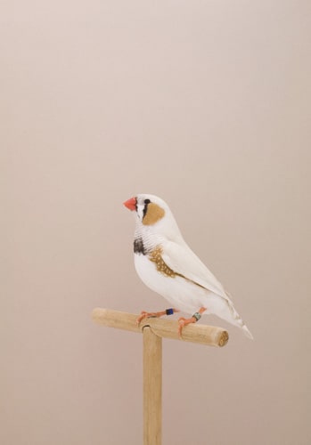 Luke Stephenson, Zebra Finch #3, 2008