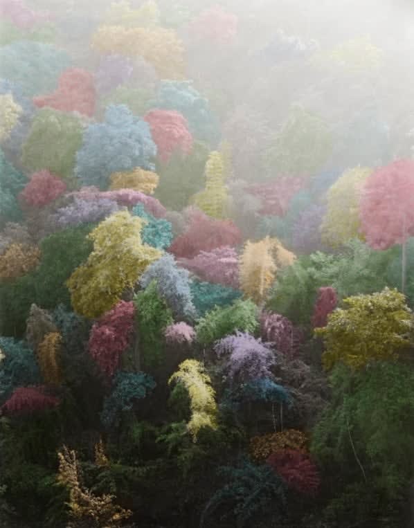 Vasantha Yogananthan, Dandaka #2, 2018