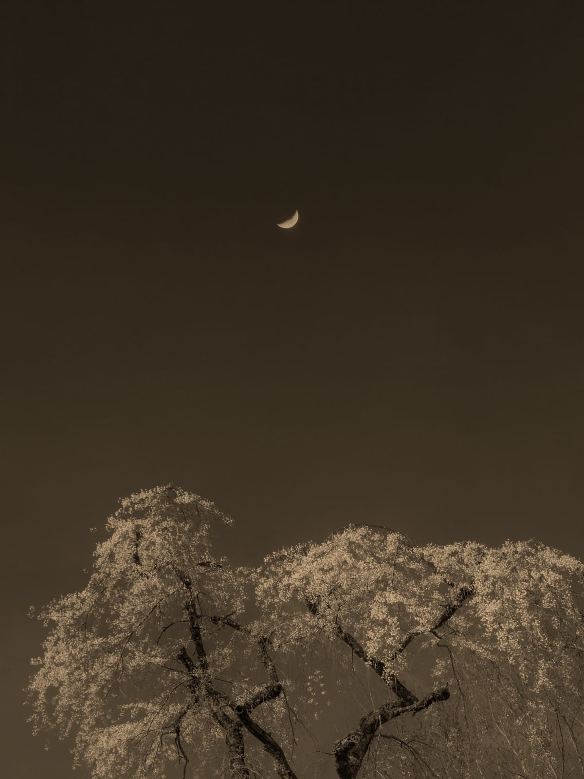 Paul Cupido, Sakura Moon, 2023