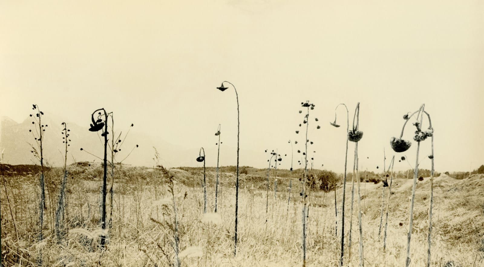 Miho Kajioka, BK0065, 2013