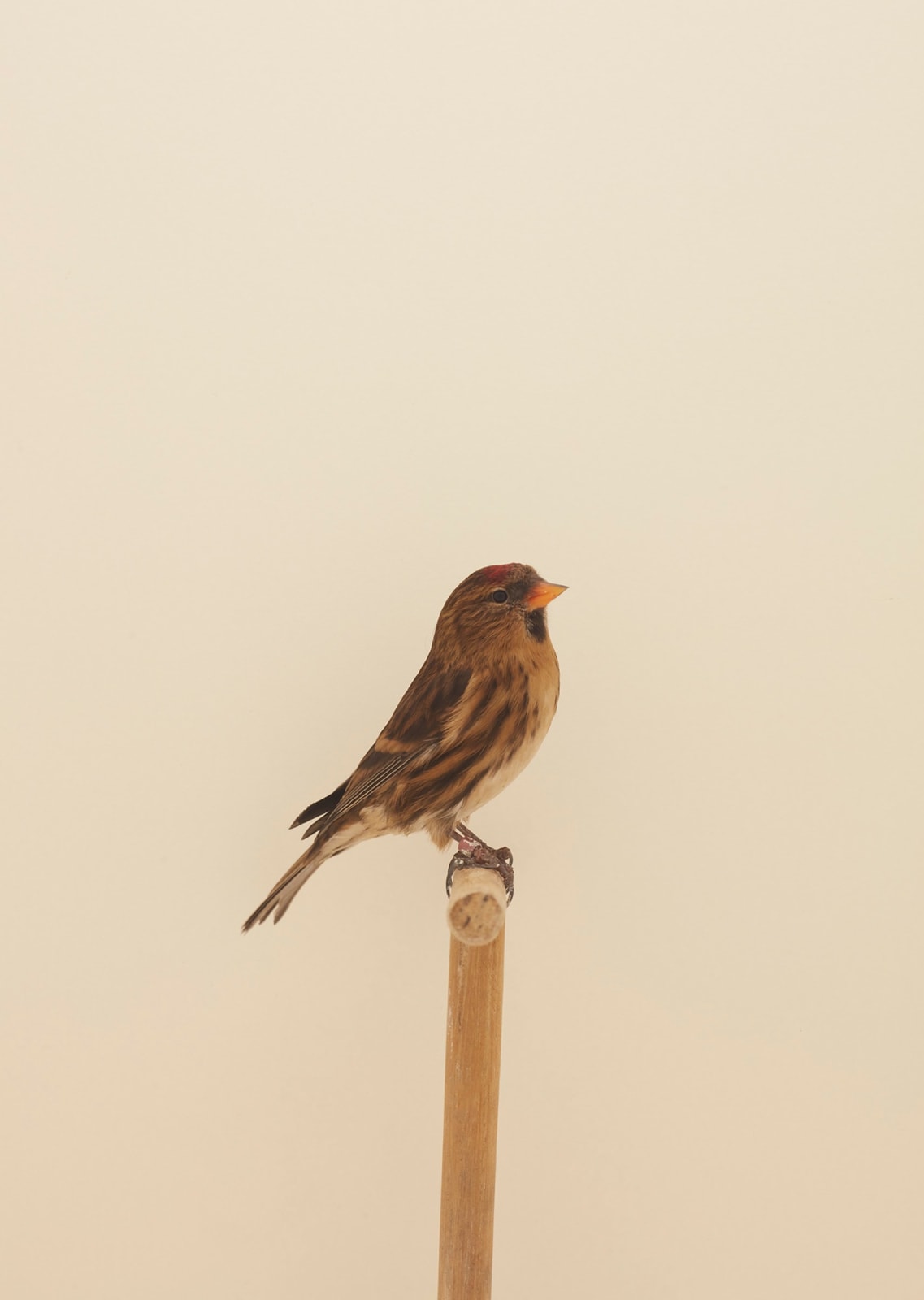 Luke Stephenson, Redpoll #2, 2017