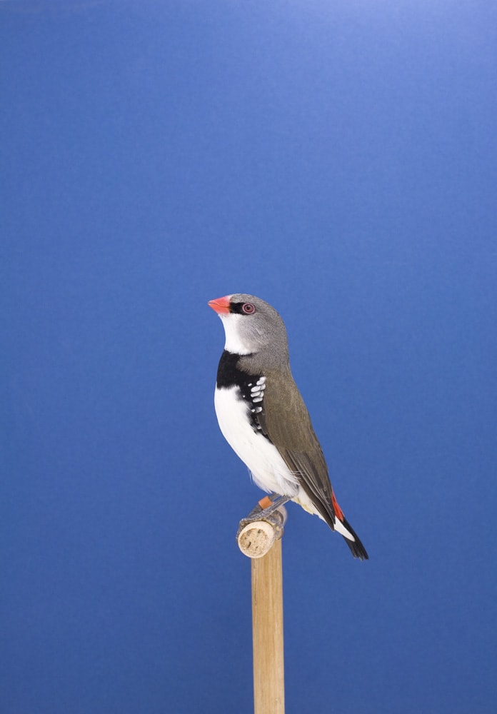 Luke Stephenson, Diamond Sparrow #1, 2009